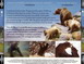 TERRE DES OURS